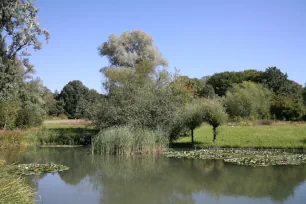 Pond in Frankfurt's Botanical Garden