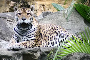 Jaguar, Hong Kong Zoological Garden