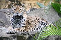 Jaguar, Hong Kong Zoological Garden