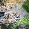 Jaguar at Hong Kong Zoological and Botanical Gardens