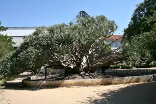 Dragon tree, Ajuda Botanical Garden