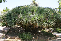 Dragon tree, Botanical Garden, Lisbon