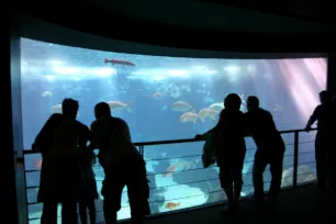 People watching fish in the Lisbon Oceanarium