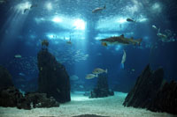 The main tank of the Lisbon Oceanarium