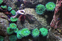 Anemones and a starfish in the Oceanarium of Lisbon