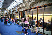 Musée d'Histoire Naturelle, Londres