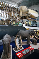 Des grands mammifères au Musée d'Histoire Naturelle, Londres