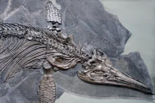 Ichthyosaur, Natural History Museum, London