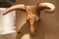 Schedel van een oeros, Museum of London