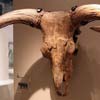 Skull of an auroch, Museum of London