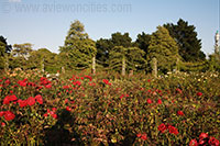 Les jardins de Queen Mary, Regent's Park, Londres