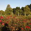 Queen Mary's Gardens, Regent's Park