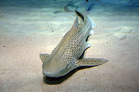 Zebrahaai, London Aquarium