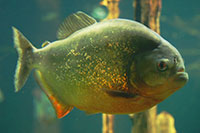 Piranha, London Aquarium