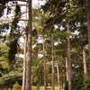 Conifers at the Kew Gardens