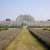 Palm House, Kew Gardens