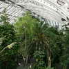 Inside the Temperate House, Kew Gardens