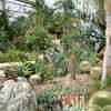 Cacti at the Princess of Wales Conservatory