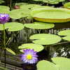 Giant Water Lilies, Kew Gardens