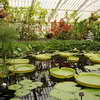 Water Lily House, Kew Gardens