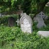 Nature taking over Brompton Cemetery