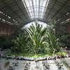 Palm trees in the Atocha Railway Station