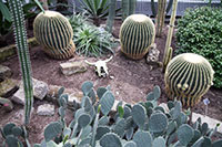 Cacti in the Jardin Botanique's greenhouse in Montreal, Canada