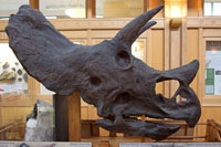 Head of a Triceratops, Redpath Museum