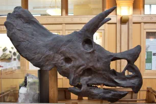 Head of a Triceratops, Redpath Museum