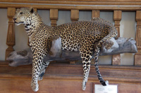 Mounted leopard, Redpath Museum