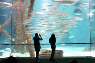 Gulf of Mexico, Aquarium of the Americas, New Orleans