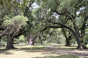 Trees in the City Park, New Orleans