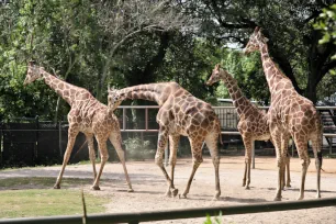 Giraffe, Audubon Zoo, New Orleans