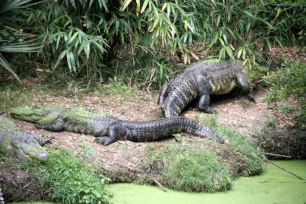 Alligators, Audubon Zoo, New Orleans