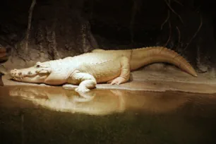 White alligator, Audubon Zoo, New Orleans