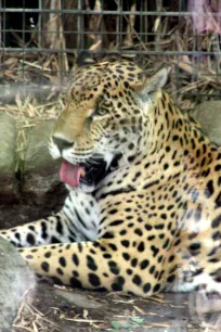 Jaguar, Audubon Zoo, New Orleans