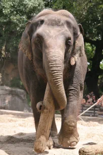 Elephant at the Audubon Zoo in New Orleans
