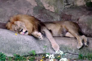 Sleeping lion at the Audubon Zoo in New Orleans