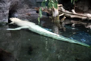 White Alligator, Audubon Aquarium, New Orleans