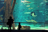 Gulf of Mexico, Aquarium of the Americas