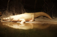 White Alligator, Audubon Zoo, New Orleans