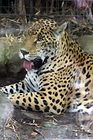 Jaguar, Audubon Zoo