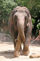 Elephant at the Audubon Zoo