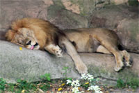 Sleeping Lion at the Audubon Zoo