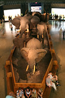 Hall of African Mammals, Museum of Natural History