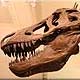 Museum of Natural History