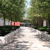 Tree-lined path, Lincoln Center