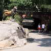 Balto Statue in Central Park