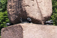 The crabs of Cleopatra's Needle in New York City