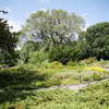 Heather Garden in Fort Tryon Park